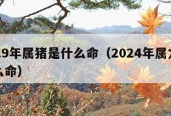 2019年属猪是什么命（2024年属龙是什么命）