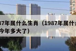 1987年属什么生肖（1987年属什么生肖 今年多大了）