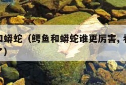 鳄鱼和蟒蛇（鳄鱼和蟒蛇谁更厉害, 看完就知道了）